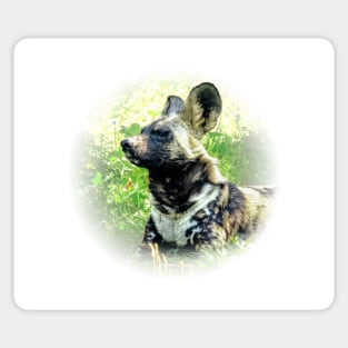 African wild dog Sticker